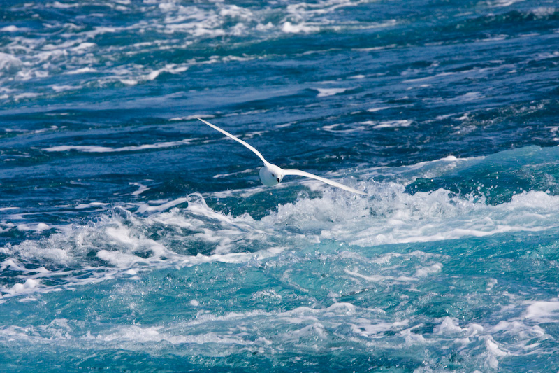 Snow Petrel In Flight